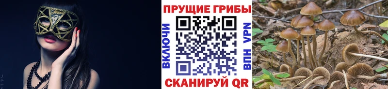 Галлюциногенные грибы GOLDEN TEACHER  блэк спрут ссылки  Подольск 