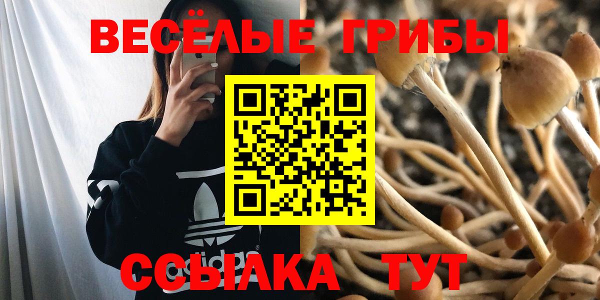 Подольск  Псилоцибиновые грибы мицелий  купить закладку  Вход с VPN 